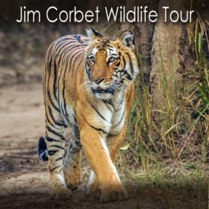Jim Corbett Wildlife