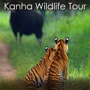 Kanha Wildlife